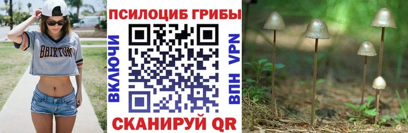 продажа наркотиков  Артёмовск  Галлюциногенные грибы Psilocybe 